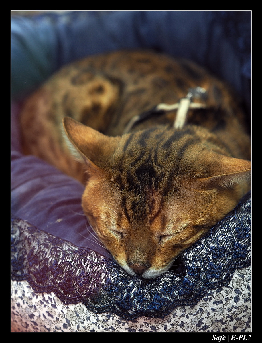 2020 - 02 - Salon agriculture 35